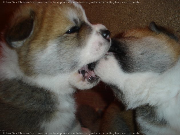 Photo d'Akita inu