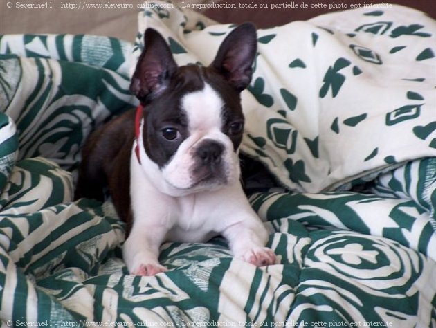 Photo de Boston terrier