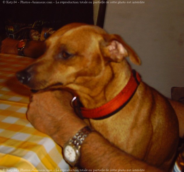 Photo de Pinscher nain