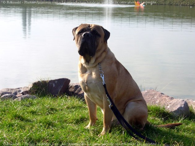 Photo de Bullmastiff