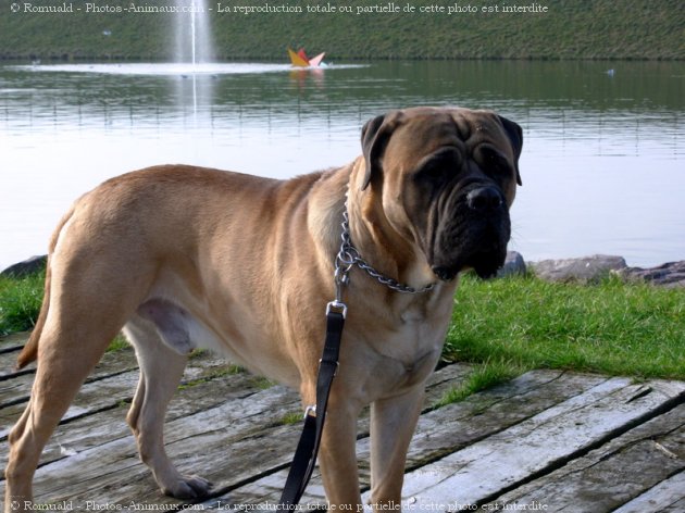 Photo de Bullmastiff