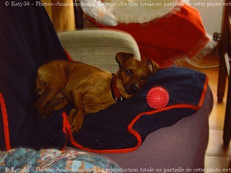 Photo de Pinscher nain