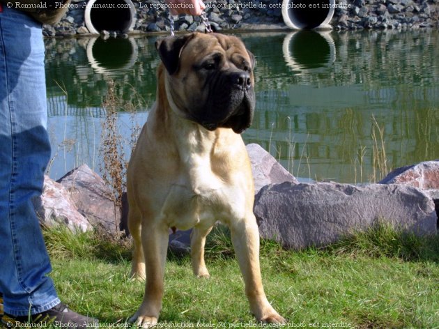 Photo de Bullmastiff