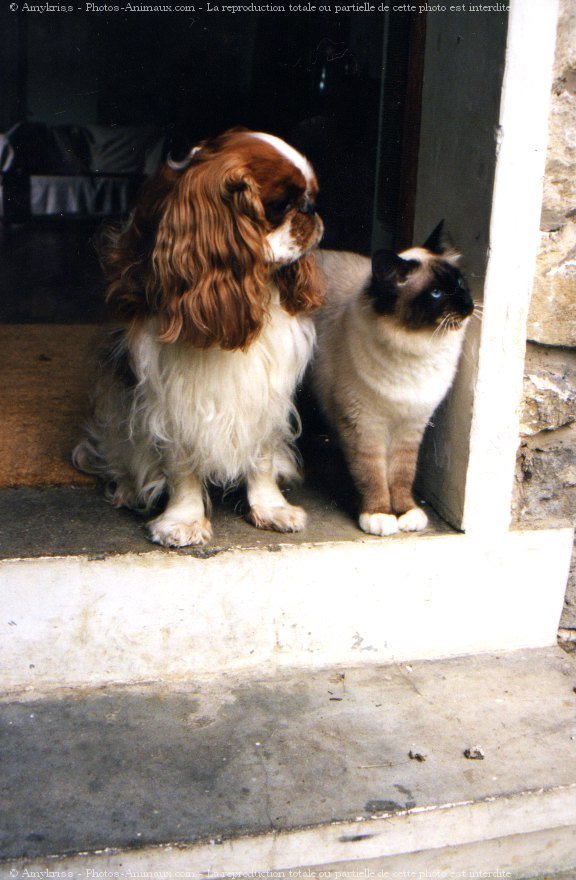 Photo de King charles spaniel