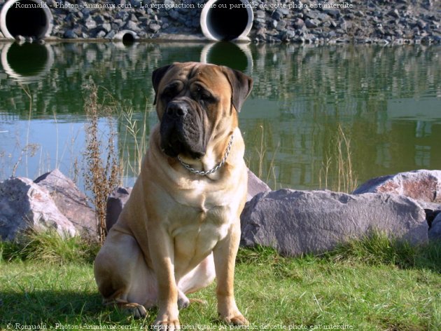 Photo de Bullmastiff