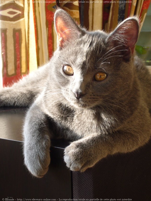 Photo de Chartreux