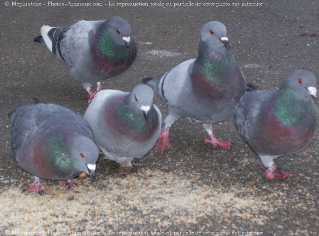 Photo de Pigeon