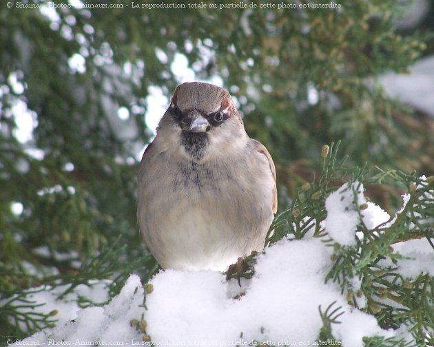 Photo de Moineau