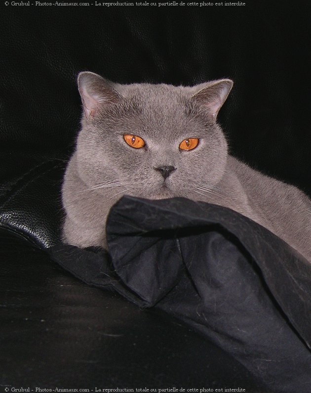 Photo de British shorthair