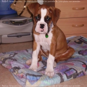 Photo de Boxer