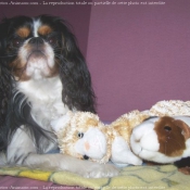 Photo de Cavalier king charles spaniel