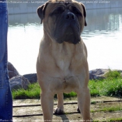 Photo de Bullmastiff