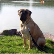 Photo de Bullmastiff