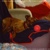 Photo de Pinscher nain