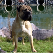 Photo de Bullmastiff