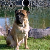 Photo de Bullmastiff