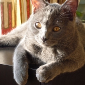 Photo de Chartreux