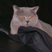 Photo de British shorthair