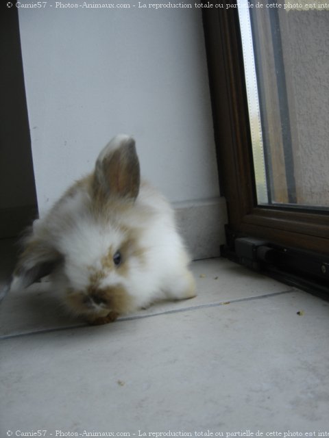 Photo de Lapin