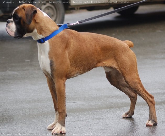 Photo de Boxer