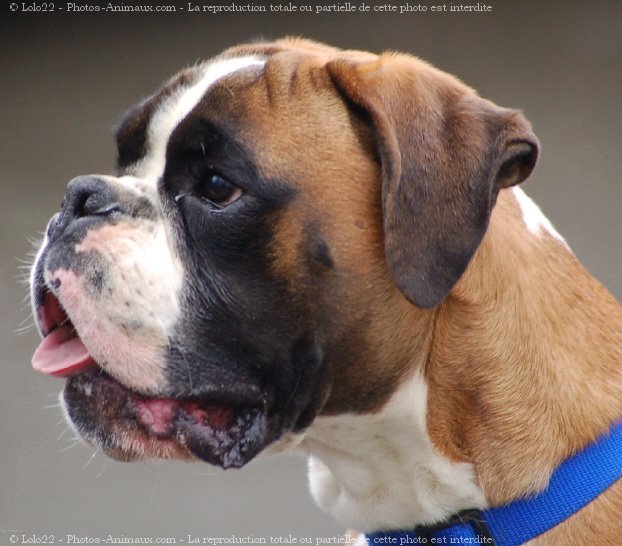 Photo de Boxer