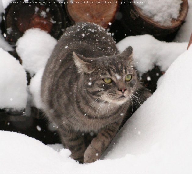 Photo de Chat domestique