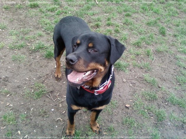 Photo de Rottweiler