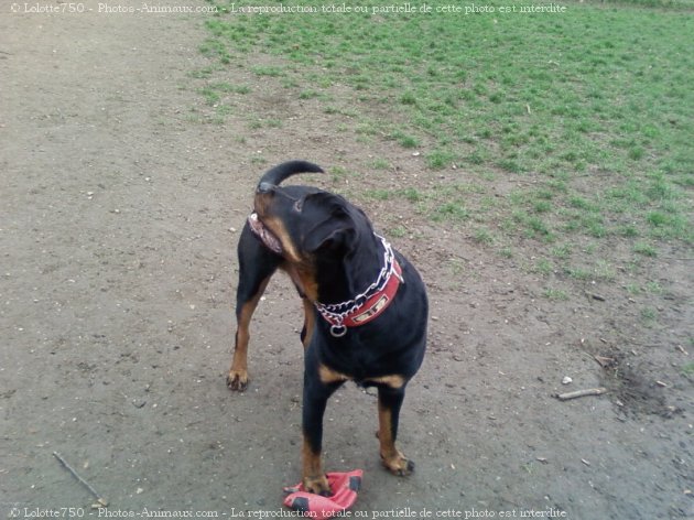 Photo de Rottweiler