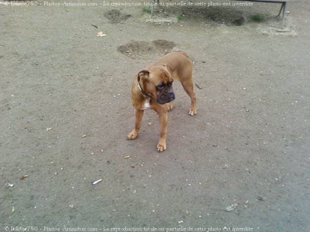 Photo de Boxer