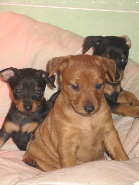 Photo de Pinscher nain