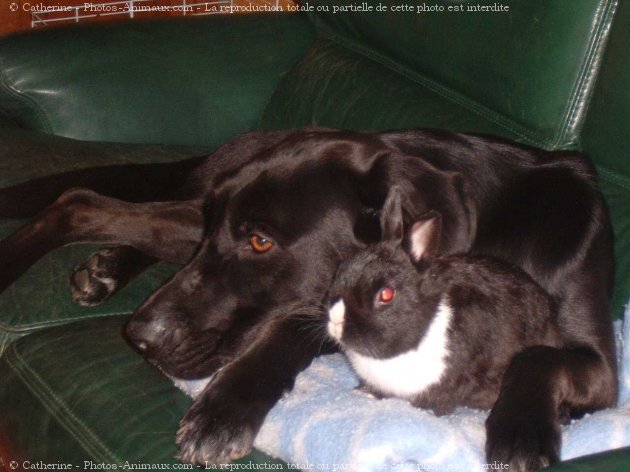 Photo de Labrador retriever