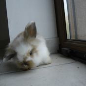 Photo de Lapin