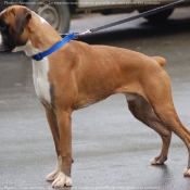 Photo de Boxer