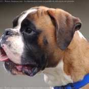 Photo de Boxer