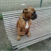 Photo de Boxer