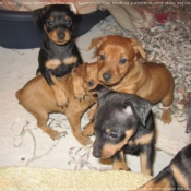 Photo de Pinscher nain