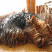 Photo de Yorkshire terrier