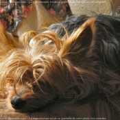 Photo de Yorkshire terrier