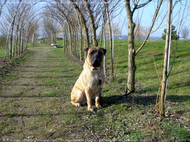 Photo de Bullmastiff