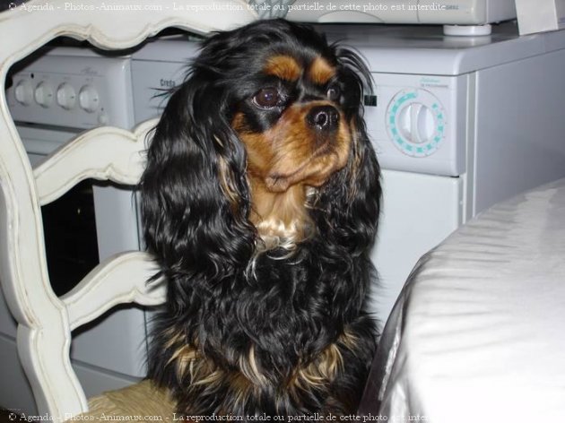 Photo de Cavalier king charles spaniel