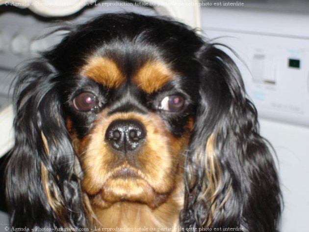 Photo de Cavalier king charles spaniel