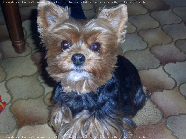 Photo de Yorkshire terrier