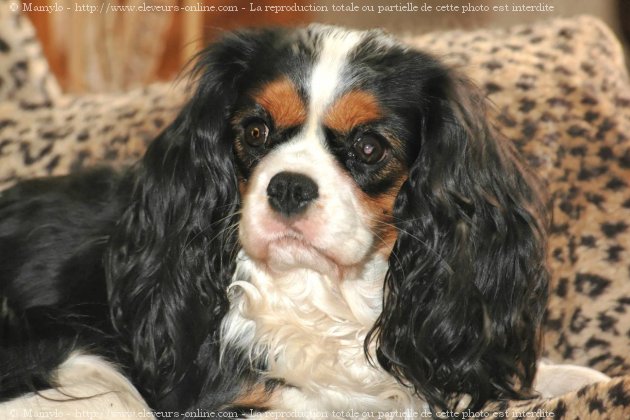 Photo de Cavalier king charles spaniel