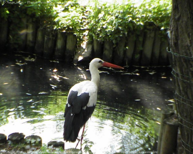 Photo de Cigogne