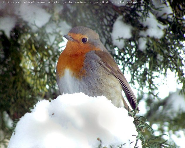 Photo de Rouge gorge