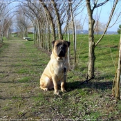 Photo de Bullmastiff