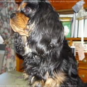 Photo de Cavalier king charles spaniel