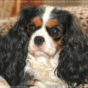 Photo de Cavalier king charles spaniel