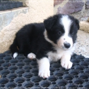 Photo de Border collie