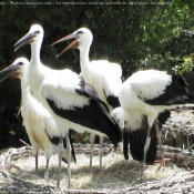 Photo de Cigogne